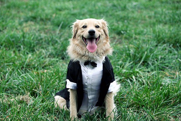 How to Pick an ideal Big Canine Outfit