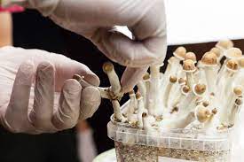 To buy buy shrooms dc you need to go with a expert and risk-free firm