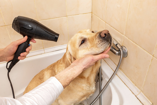 Learn what the factors are to consider in regards to a good dog grooming dryer