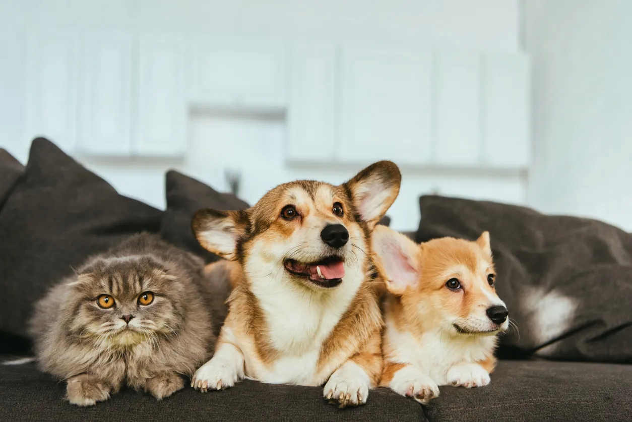 Get the best luxury apartments and live with your pet