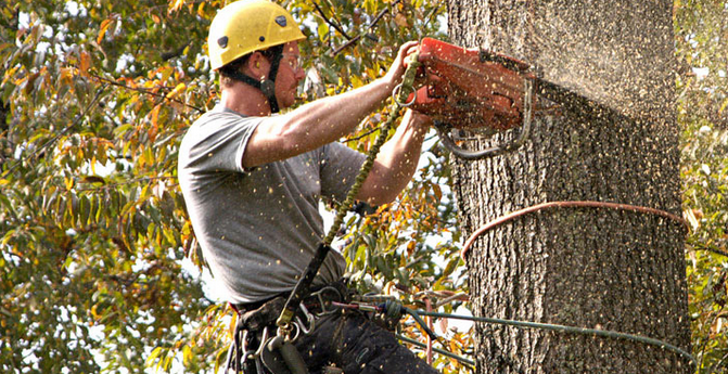 How to Properly Mulch Around Trees