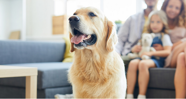 Apartment Living Made Easy: Pet-friendly apartments in Eau Claire, WI
