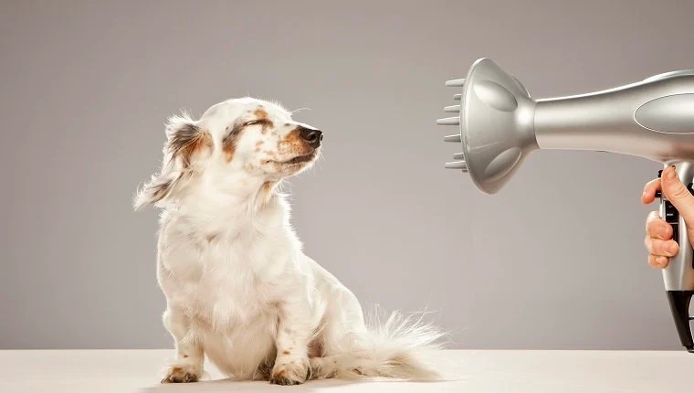 The dog blow dryers are especially a good choice for canines with many different furs