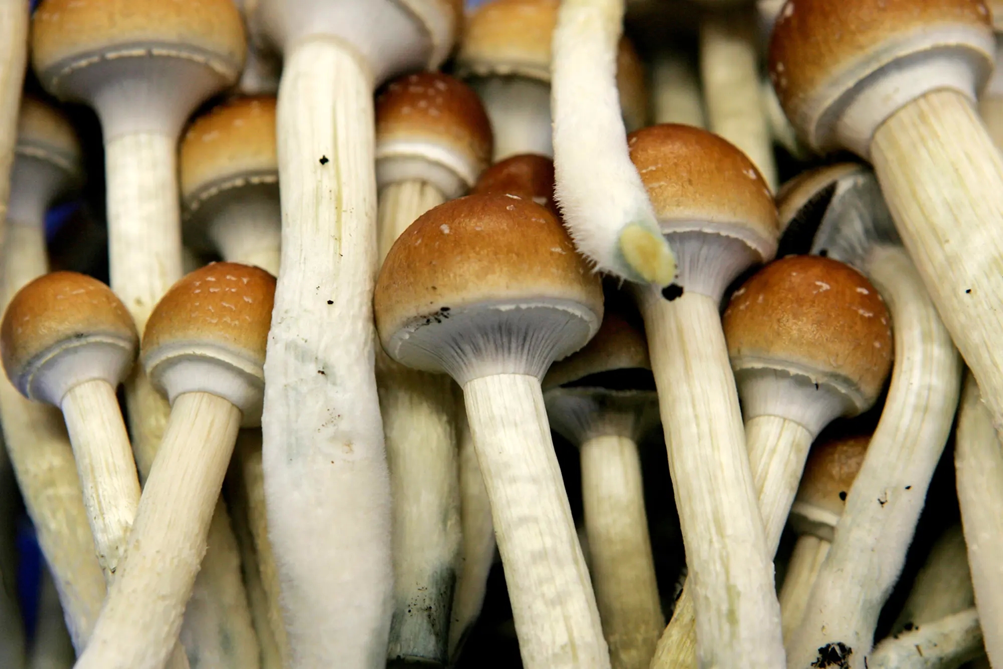 What should you really know prior to taking mushrooms?