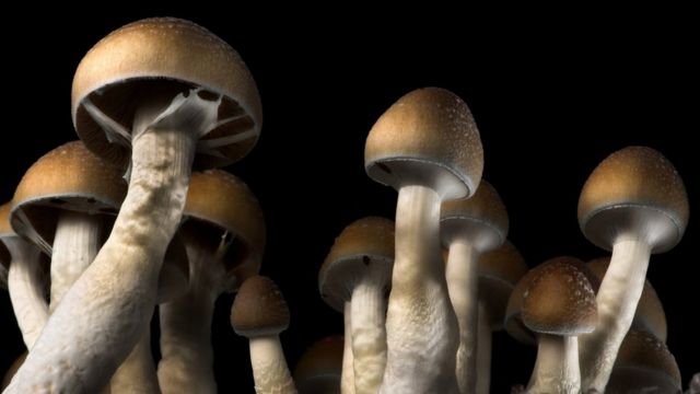 Shrooms and the Mind: Understanding the Science of Psilocybin