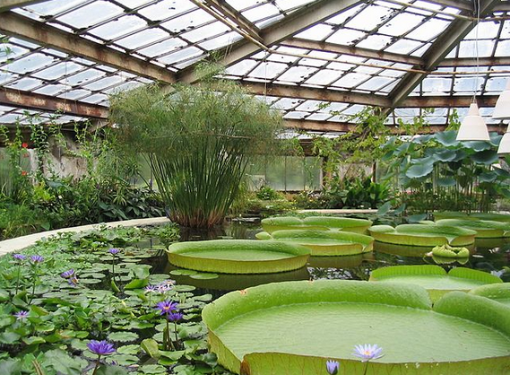 Greenhouse Elegance: Designing Your Botanical Sanctuary