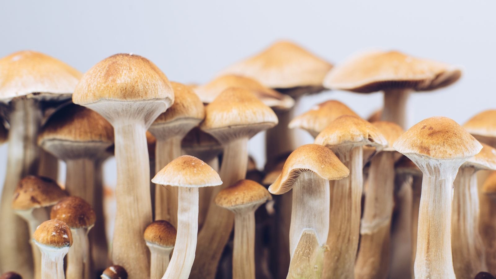 Unlocking the Mind: Explore with Magic Mushrooms for Sale