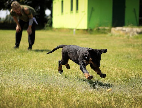 Mastering Canine Behavior: The Top Online Programs for Dog Training
