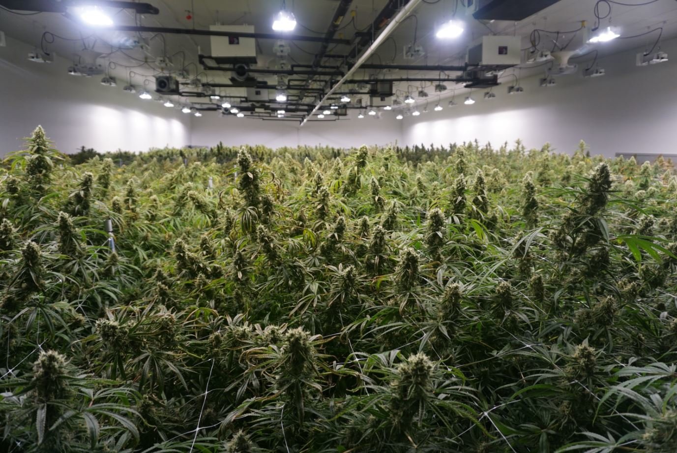Grow Room HVAC: Maintaining Consistent Conditions for Cannabis Success
